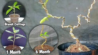 Making a Bonsai Tree From Loa Branch Cuttings [upl. by Edivad]