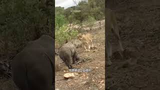 母獅大全將落單的小犀牛拿下飽餐一頓！可惜勇氣不足畏首畏尾！ 動物世界看人生百態 野生動物 獅子 犀牛 神奇動物在這裡 [upl. by Reinhold]