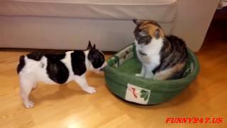 Hund vs Katze  Der Kampf ums Bett [upl. by Zenda]