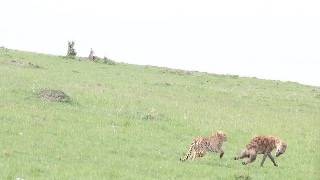 Cheetah for once gets fed up with hyena and chases it away [upl. by Azarcon]