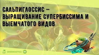 Сальпиглоссис — выращивание супербиссима и выемчатого видов [upl. by Lilas]