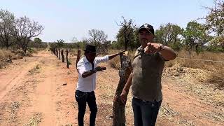 TIRINGA FICA EMOCIONADO AO VER A CERCA DA FAZENDA DE CHARLLES NO PIAUÍ  COMÉDIA SELVAGEM [upl. by Alyakim44]