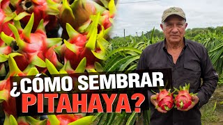 ¿Cómo Sembrar Pitahaya  La Famosa Dragon Fruit [upl. by Brace]