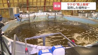 製紙工場跡地がサケの養殖場に！陸上養殖で800匹育てる実験 漁獲の安定や環境負荷の軽減期待 北海道釧路市 [upl. by Arvind443]