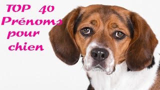 top 40 prénoms pour chien [upl. by Britta]