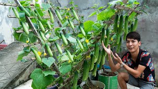 Method of growing cucumbers in plastic containers Growing cucumbers easily at home [upl. by Niccolo]