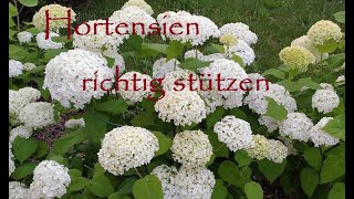 ✅Hortensien richtig stützen Abbrechen der Stauden Blüten nach oder vor dem Regen verhindern [upl. by Eatnahc]