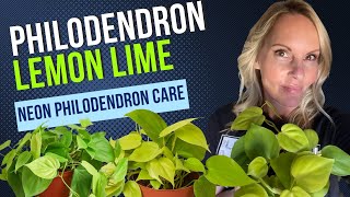 Philodendron Lemon Lime  NEON Philodendron Care  MOODY BLOOMS [upl. by Enerahs]