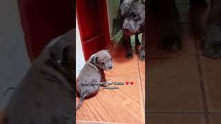 Adorable XL BULLY Puppys Reaction to Meeting a HUGE Dog ❤️ Wholesome Dogs shorts puppy doggos [upl. by Gunar644]