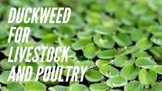 DUCKWEED CULTURE This aquatic fern Will Reduce Livestock and Poultry Feeds Cost by At Least 20 [upl. by Moyers603]