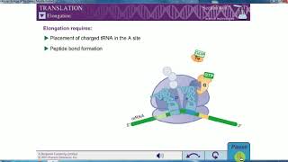 PROKARYOTIC TRANSLATION [upl. by Azyl]