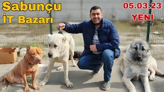 Sabunçu İT Bazarı 050323 Tibet Mastifi 👍 [upl. by La21]