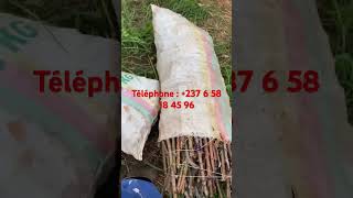 Meilleur Bouture de manioc de u cameroun 237 6 58 18 45 96 [upl. by Doerrer]