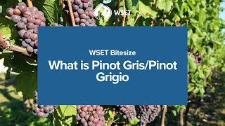 WSET Bitesize  What is Pinot GrisPinot Grigio [upl. by Valdis958]