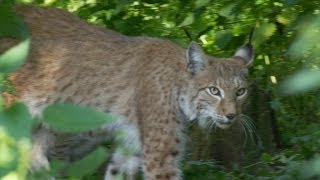 quotDat is een inheemse tijgerquot  Wild van Dieren  VTM  Is er Wifi in Tahiti  VTM [upl. by Erme]