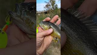 Sunfish In The Creek 1 of 4 [upl. by Hsihsa]