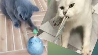 funniest videos compalitionnew funny cats videos compalition Funnyanimals crazygoatsfuntime [upl. by Dorahs]