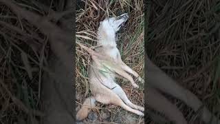 Coyote caught in 220 body grip on raccoon trail [upl. by Drofla]