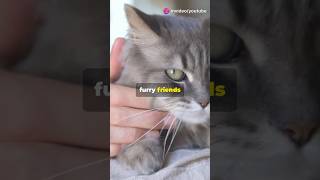 The Inspiring Journey of Whiskers A Cats Tale😸❤️cat cute ai catlover catvideos cutecat [upl. by Stochmal650]