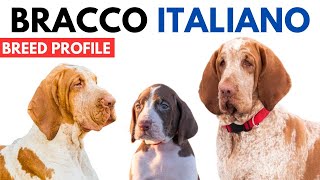 Bracco Italiano Dog Breed Profile History  Price  Traits  Bracco Italiano Grooming Needs [upl. by Eiuol812]