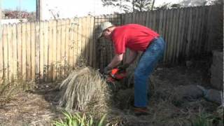 Pruning a Karl Foerster Grass to promote the best spring growth [upl. by Eenert132]