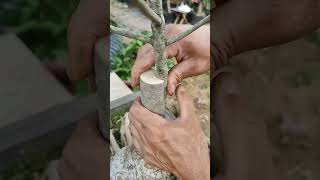 Grafting process🌿agriculture gardening homegarden shortsfeed shortsviral tree garden farming [upl. by Sirromed652]