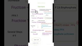 The Glycolytic Pathway [upl. by Lleuqram25]