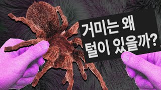 의외로 생존에 필수 요소라는 털 [upl. by Ibrahim]