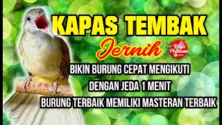 Terbaru Suara Kapas Tembak 1 Jam Jernih dgn jeda 1 menit  membuat burung tidak stres amp cepat bisa [upl. by Docila]