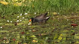 Dusky Moorhen Hervey Bay Qld [upl. by Tarrel505]