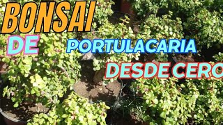 como hacer bonsai de portulacaria desde cero bonsai desde cero [upl. by Notnek25]