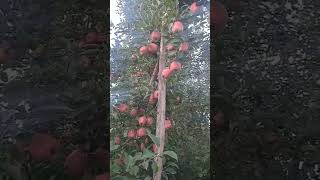 Pawan kahar Lkh fruit Merchant all fruits Supliyar fresh Apple fruitpunch 🙏🙏🍎🍎🍎🍎🤩🤩😀😀 fruitsyrup [upl. by Doughty]