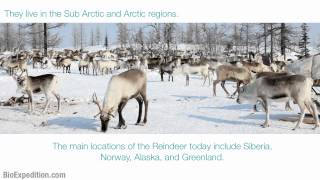 Information about Reindeer [upl. by Oicor]