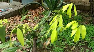 how to grow Tej PattaIndian bay leaf [upl. by Weitzman]