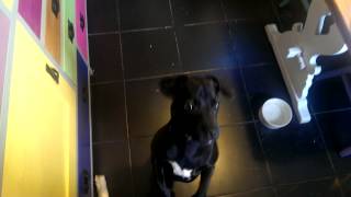 Patterdale Terrier Training  Hand Signals  Patterdale Terrier World Video Channel [upl. by Cos]