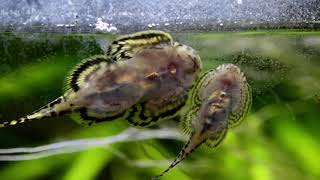 Sewellia lineolata Reticulated Hillstream Loach feeding on biofilm [upl. by Kalam]