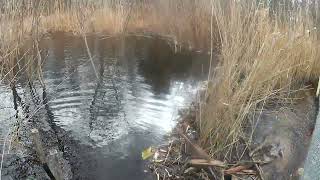 Beaver trapping in Portland ct by DampD Wildlife control [upl. by Nert412]