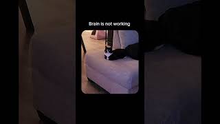 Brain is not working cutememes funnyanimals funnycats funny cute shorts memes [upl. by Aisinut634]