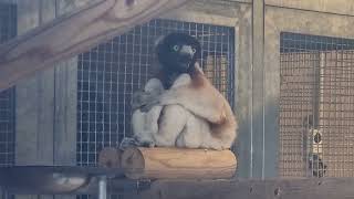 Verreauxs sifaka [upl. by Atener]