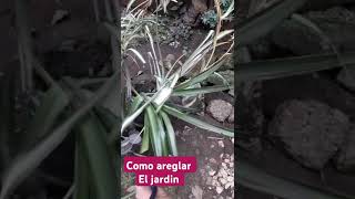 Les muestro una forma bonita y diferente para arreglar la planta malamadre jardines lazosdeamor [upl. by Alister982]