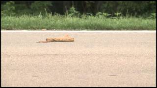 Snake hit by Car [upl. by Kenelm]