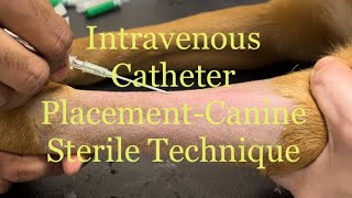 Sterile technique of placing an IV intravenous catheter in Canine Cephalic Vein CPE [upl. by Milly471]