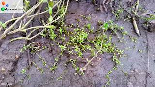 Found new carpeting plant from India amp other native aquarium plants  aqua adventure [upl. by Ees]