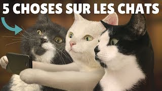 5 CHOSES A SAVOIR SUR LES CHATS [upl. by Leirea374]