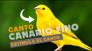 🐣 Canto FINO de CANARIO CRIOLLO para ENSEÑAR tu Canario 🐦 [upl. by Nadirehs]