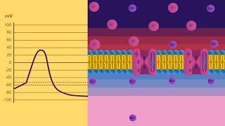 Potenziale di membrana [upl. by Otsenre]