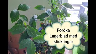 Föröka Lagerblad med sticklingar [upl. by Nnaitak413]