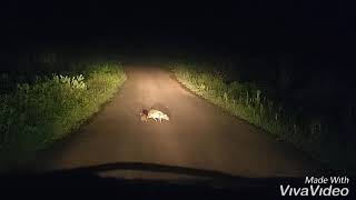 Mouse deer spotted in Kas Pathar Satara Maharastra for first time in 30 years [upl. by Yentruoc]