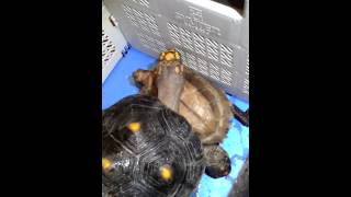 Red Footed Tortoise trying to crossbreed with an Asian Leaf Tortoise [upl. by Early]