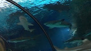 TRAPPED BY SHARKS  FaZe Rug [upl. by Ordep968]